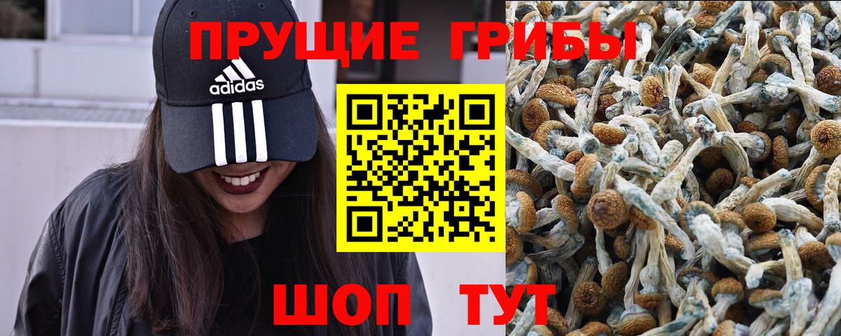 Псилоцибиновые грибы мицелий Кимовск